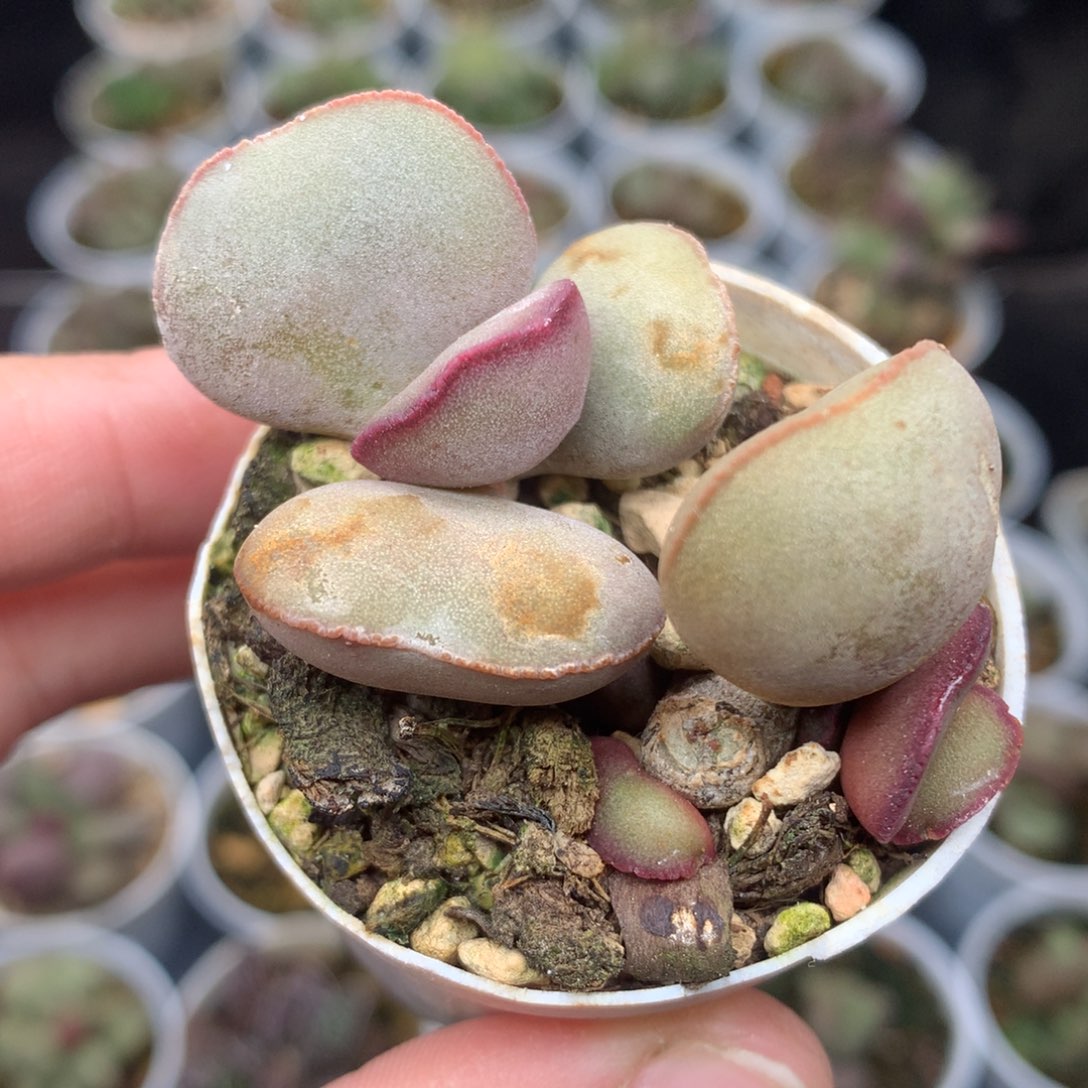 红蛋水泡 一物一拍