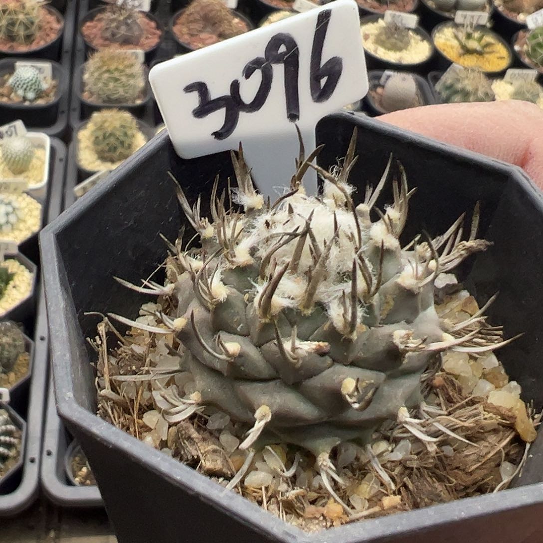 3096实生生云龙娇丽