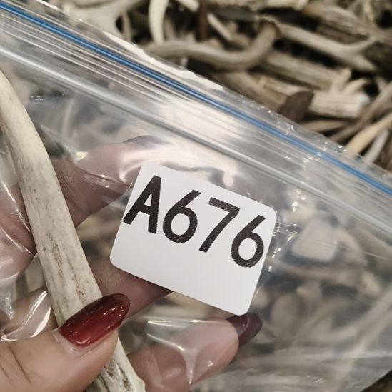 气***昂鹿角鹿角鹿角鹿角鹿