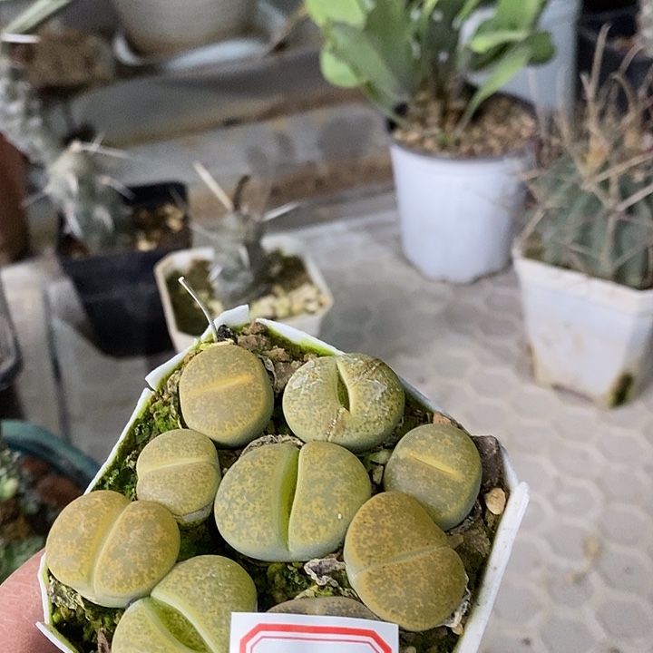 完美主义的勿拍屁屁010354