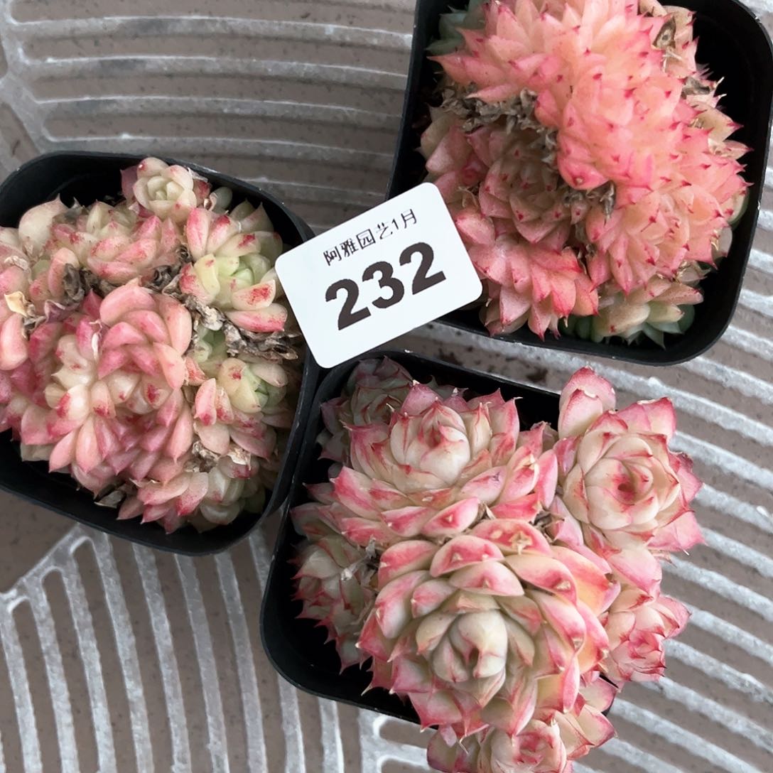 阿雅园艺。    脱土发232