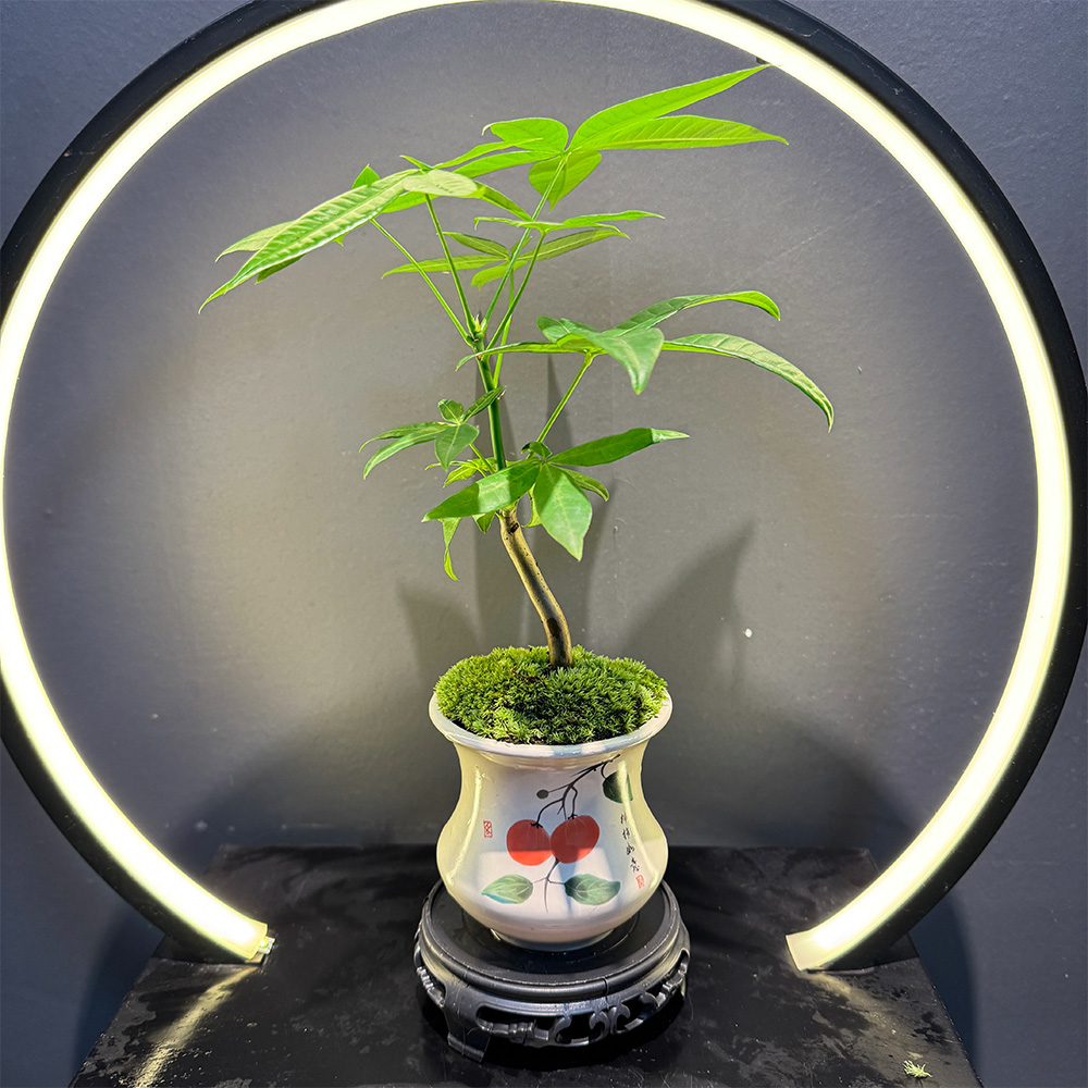 特色精致发财树室内茶桌客厅办公室耐旱四季好养盆栽