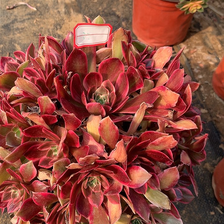 多肉植物幻纱32号