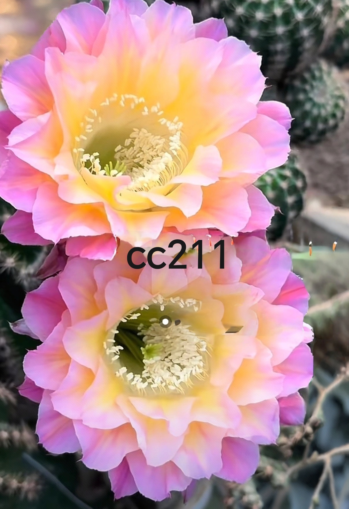 彩草cc211侧芽歪 满28包邮非偏远