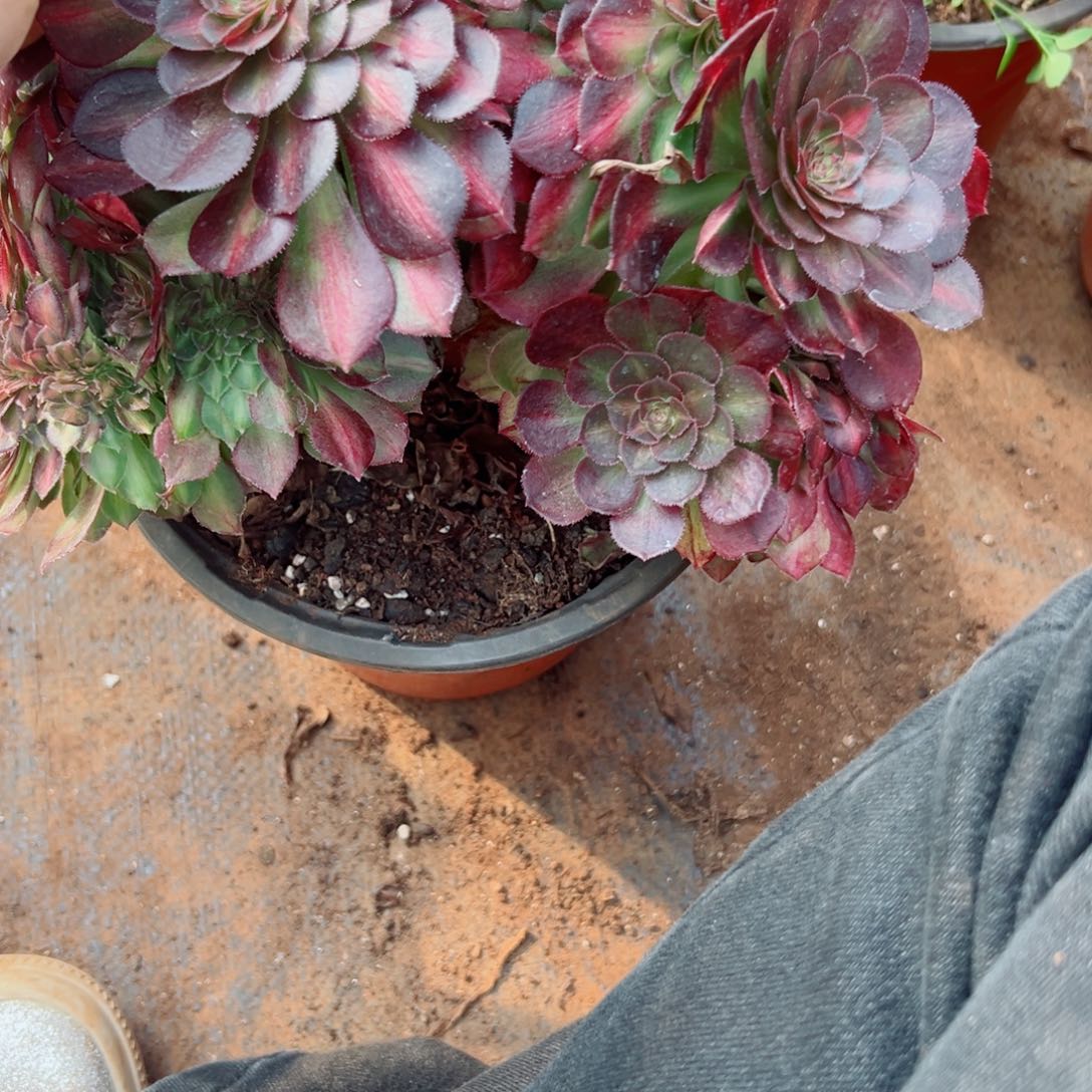 我3873 号多肉法师新年福利