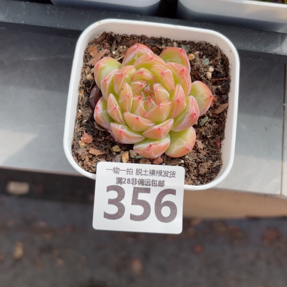 雪花珍妮无盆土发货