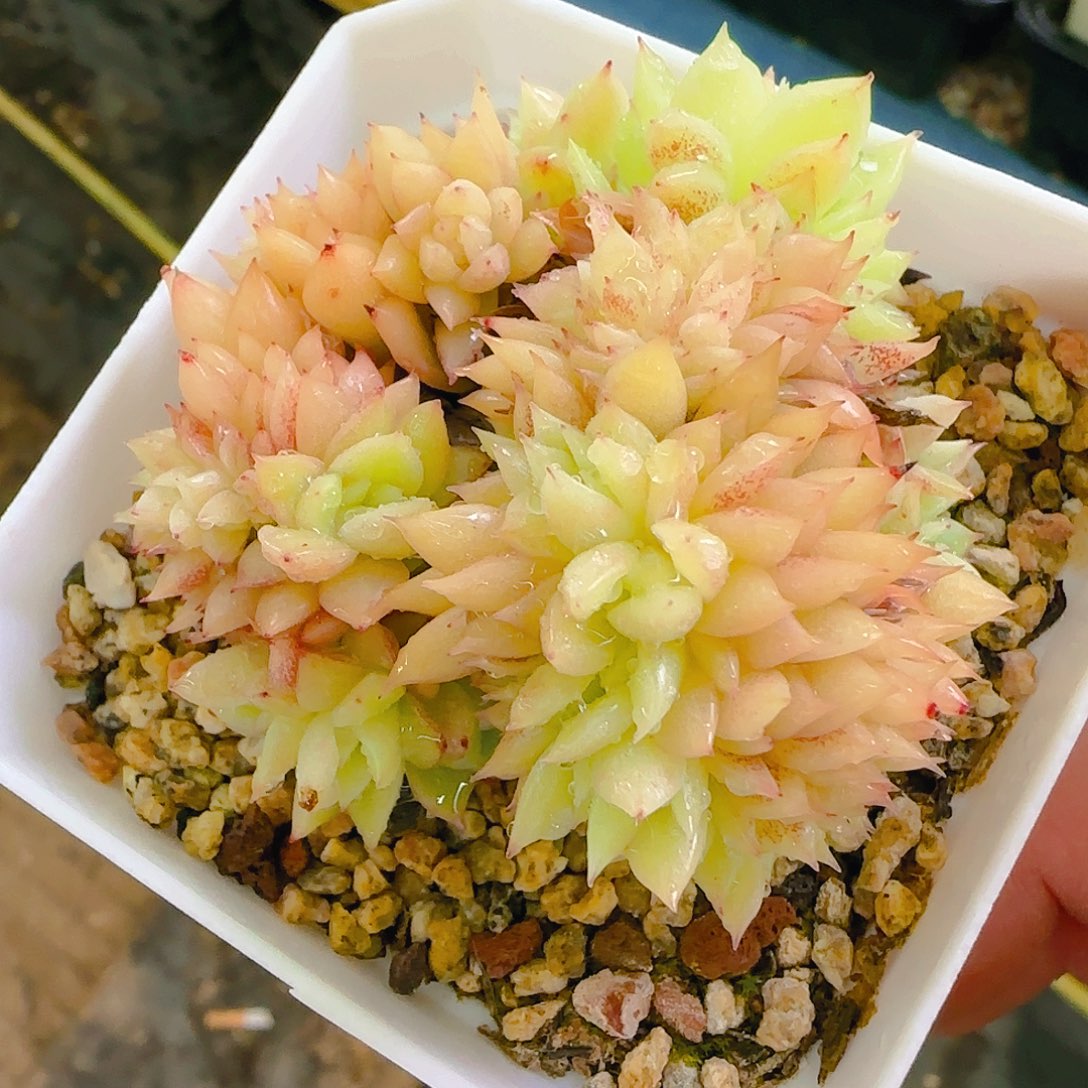 玉点缀化，706、仙农出品，