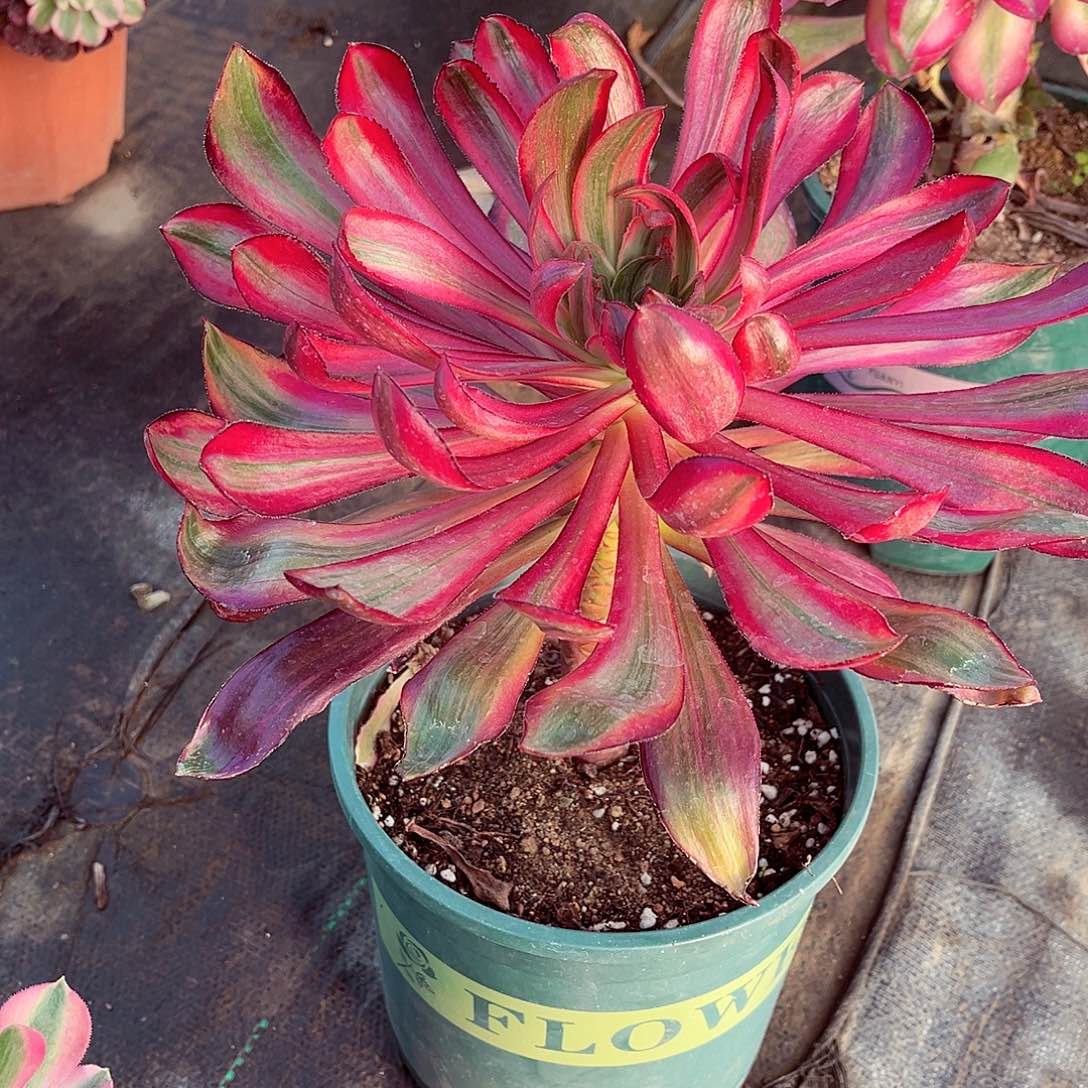 法师多肉漂亮漂亮