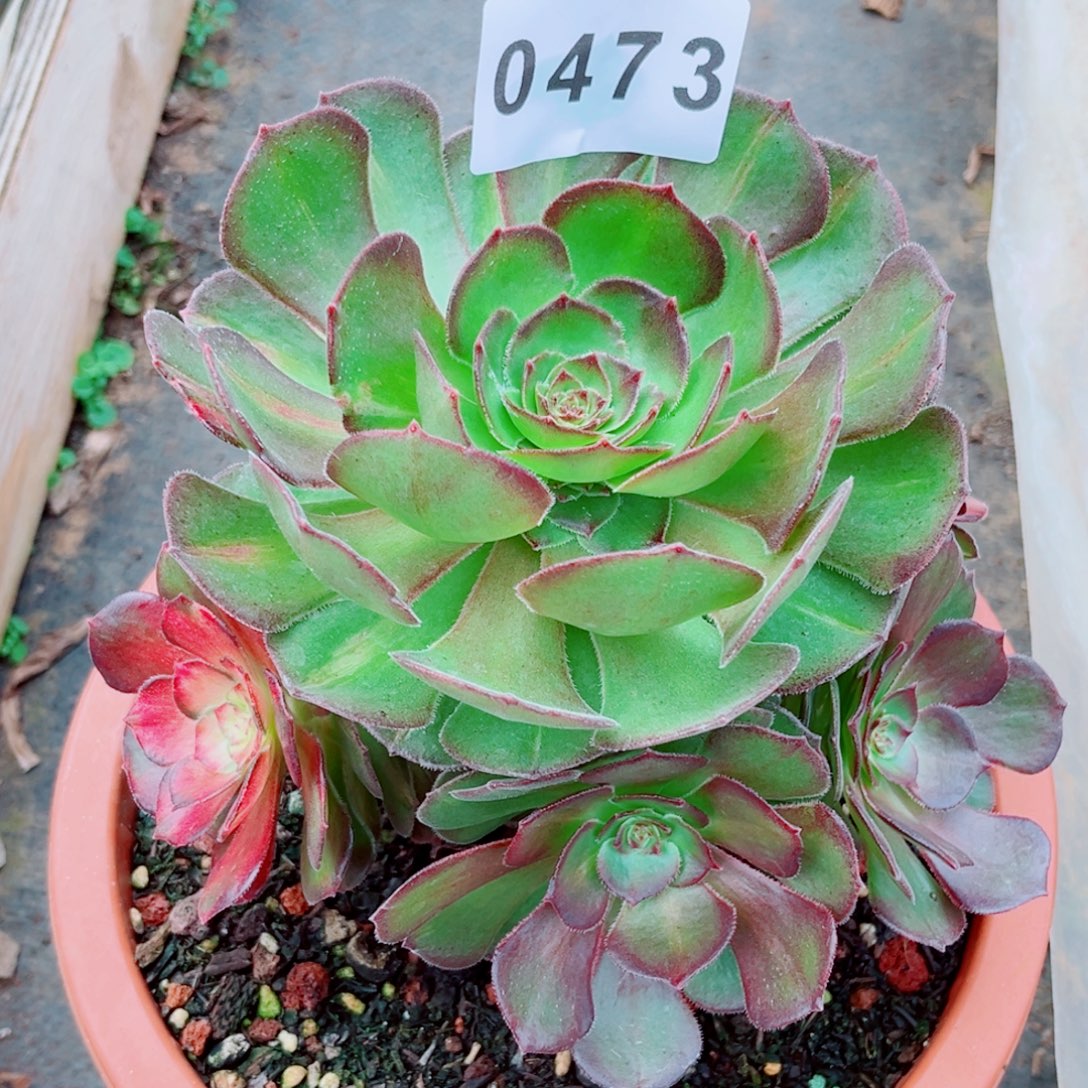 海王七彩肉发货发货