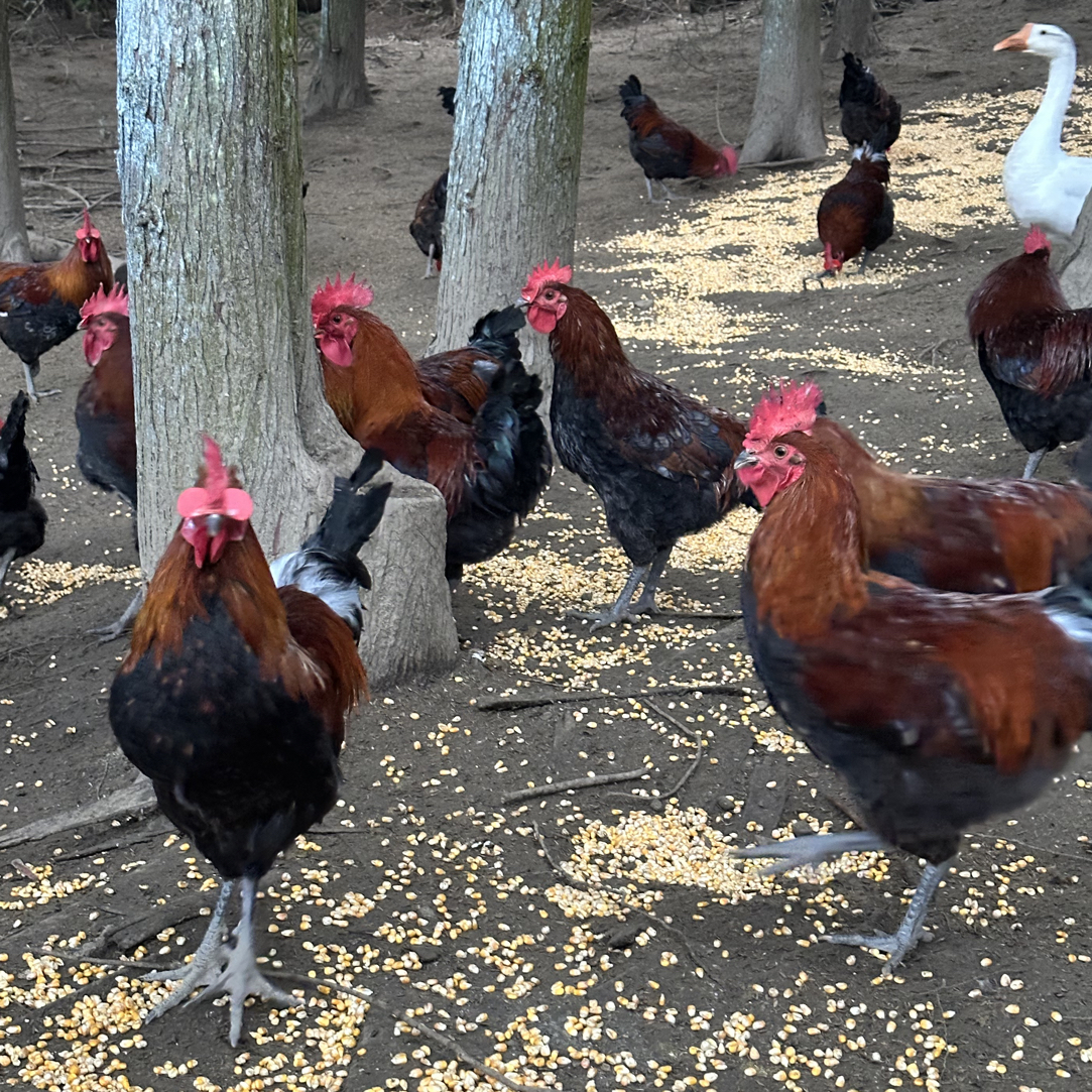 恩施利川高山 散养走地鸡 包冰率40%及以上