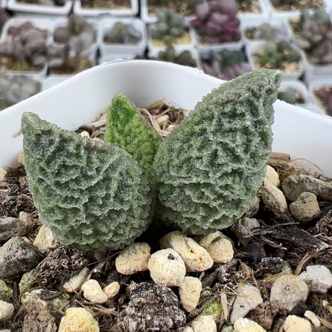 绿色系满纹冰晶纹路款实生新品