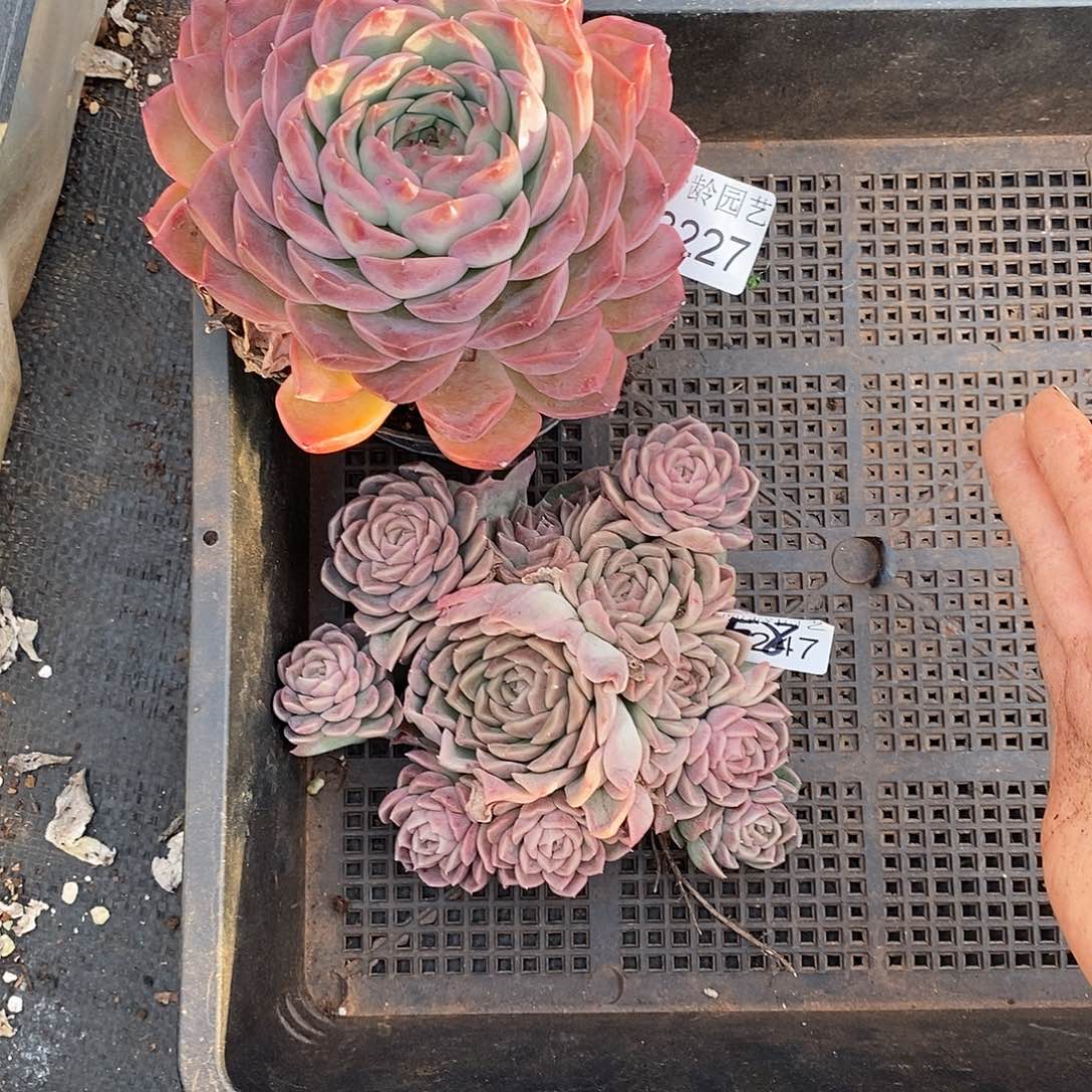 闪***星3227.3247.两颗生日福利～12厘米