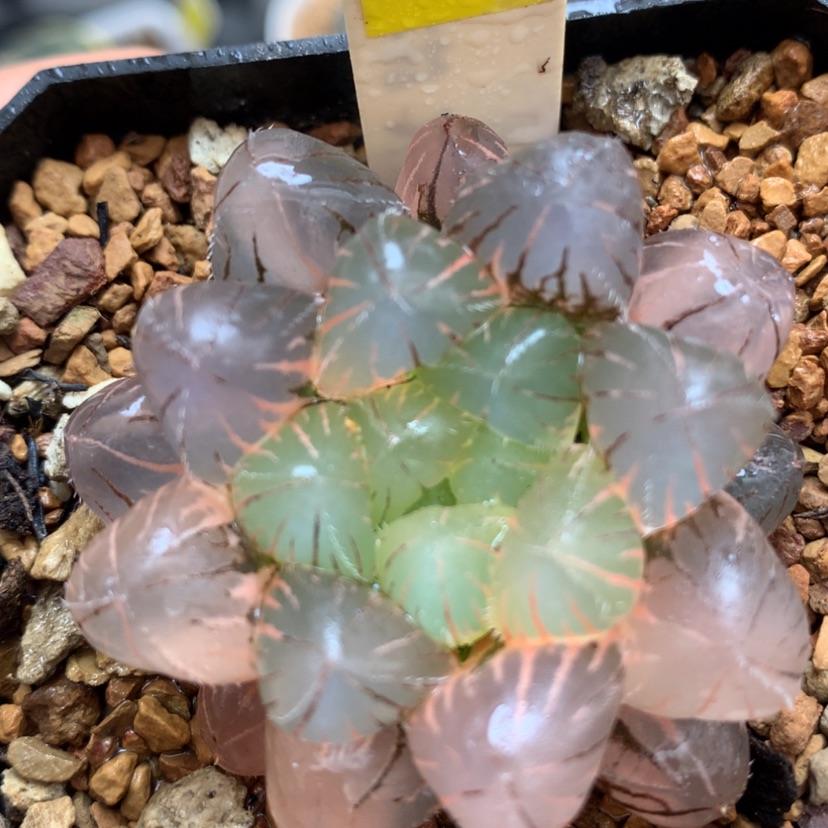 【闪购商品】12紫镜多肉