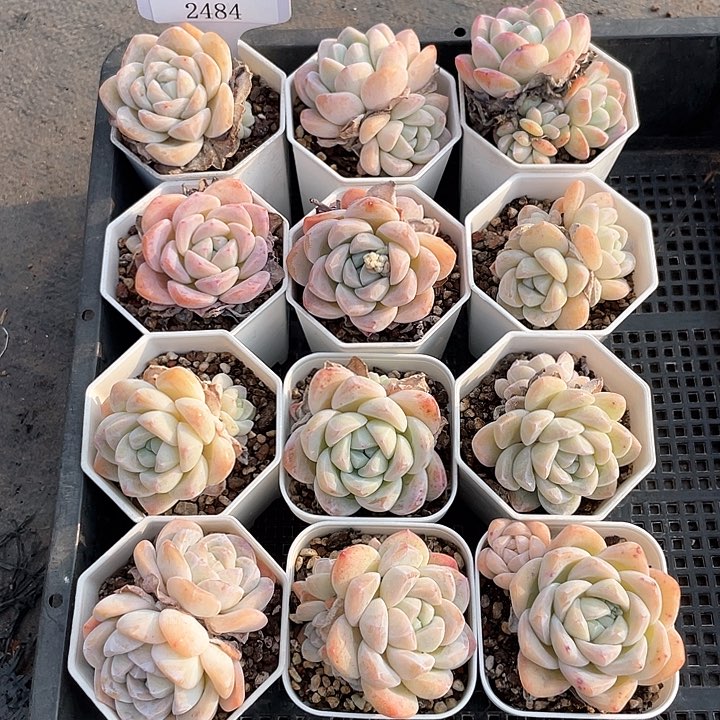 薇薇安园艺多肉2484