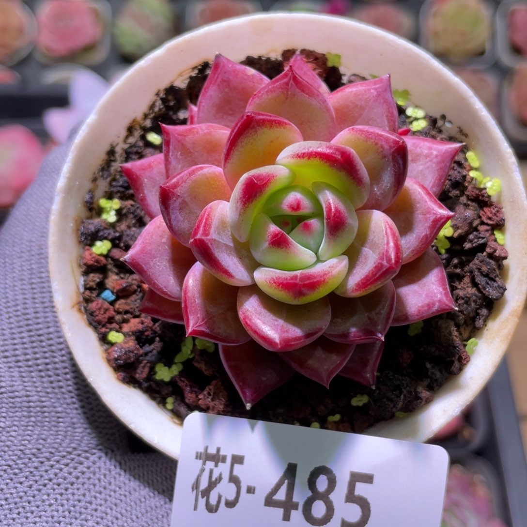 花利美5-485醉霞  