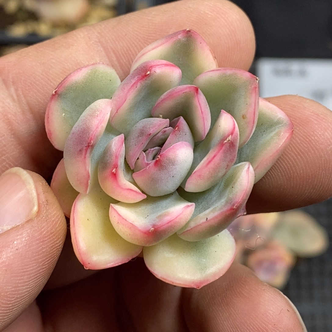 692雨燕座锦白福伦锦