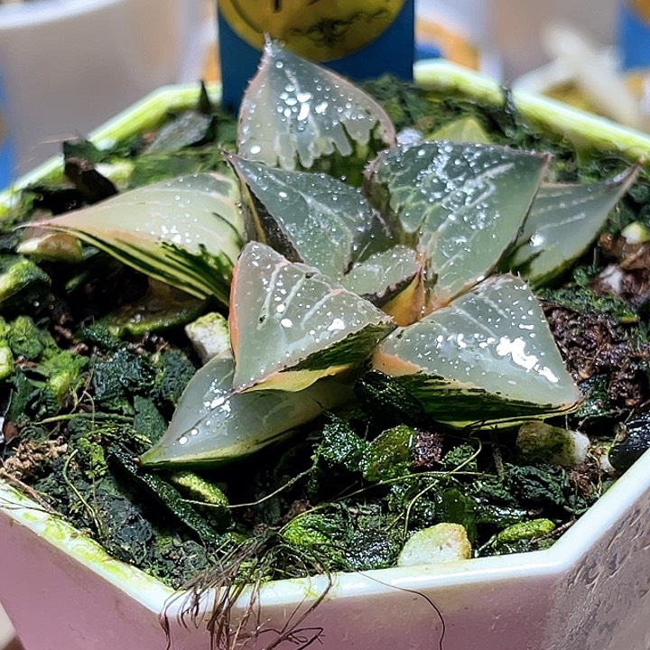 799酒吞锦完美锦一物