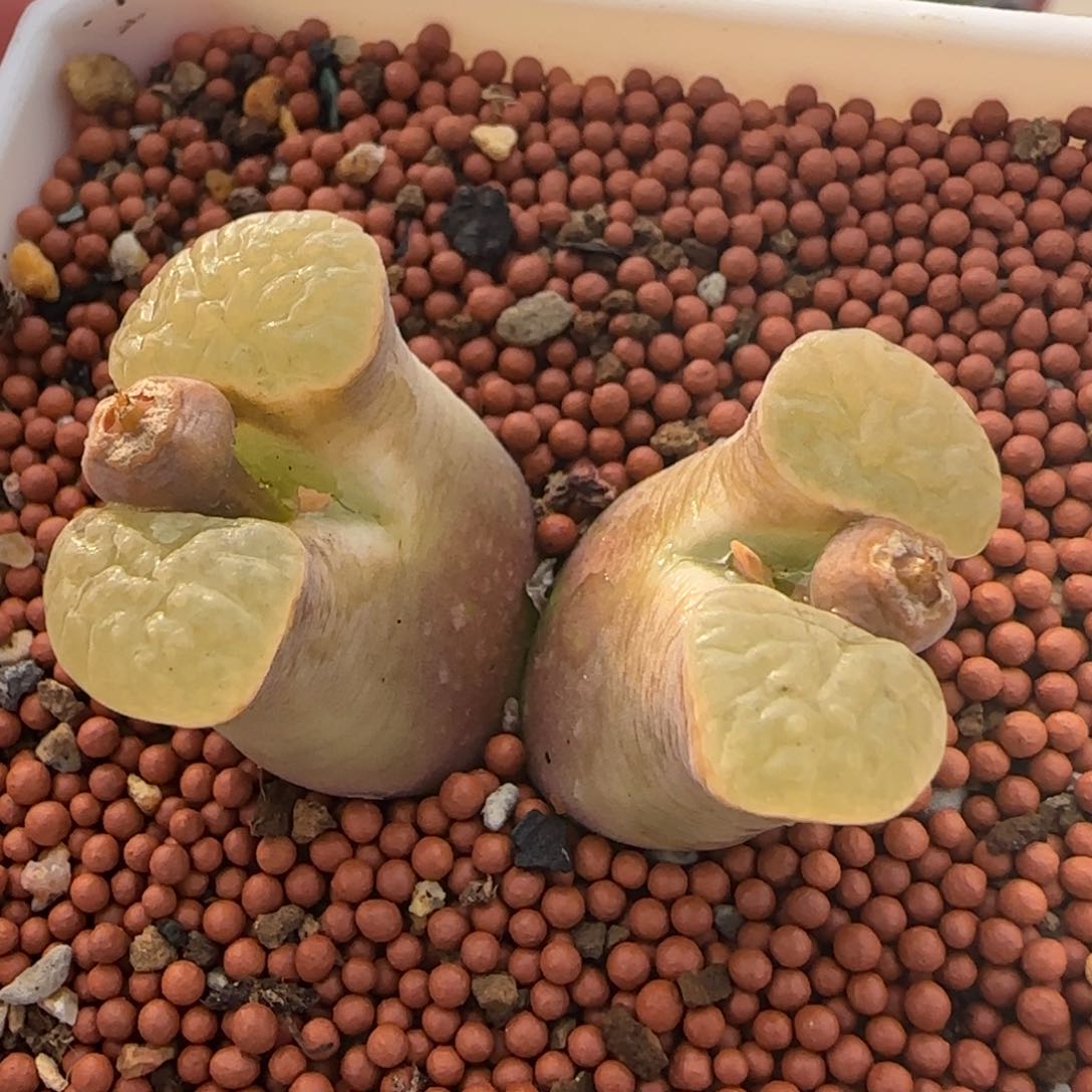 2.4号多肉磁铁风铃8号