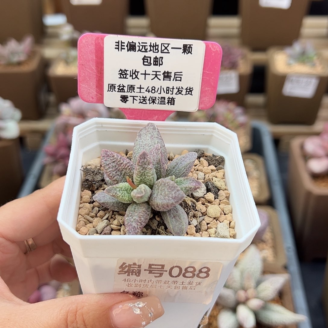 088融化纹猪肝多肉植物