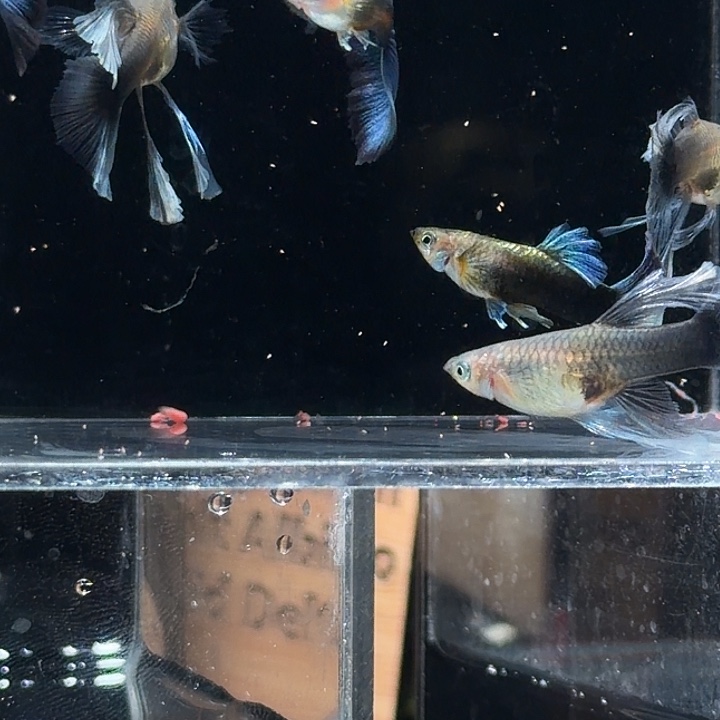 孔雀鱼蓝礼服绣球3对清缸