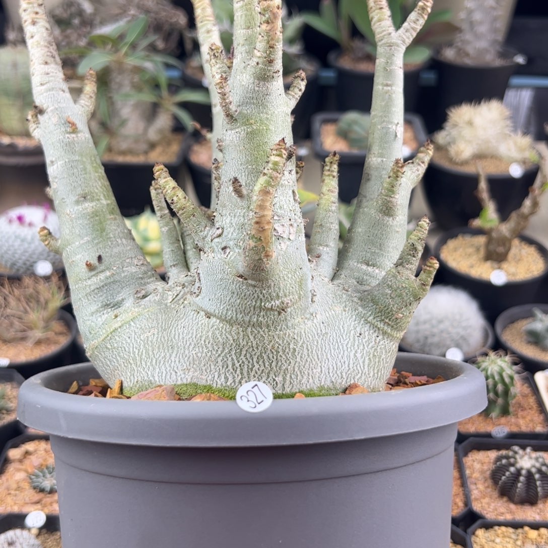 哥斯拉沙漠玫瑰13一物一拍327