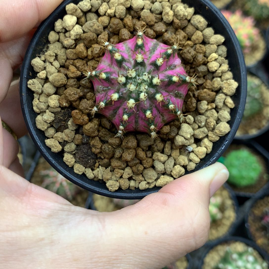 仙人球米哈牡丹锦