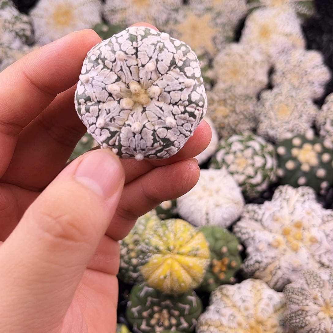 福利瑕疵兜兜兜哈哈哈哈