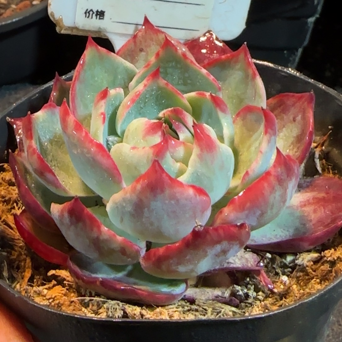 惊鸿一物一拍包装收缩花旱872