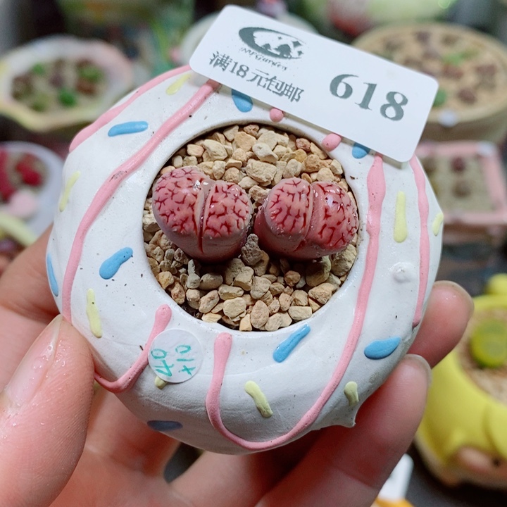 生石花花花花花花花618