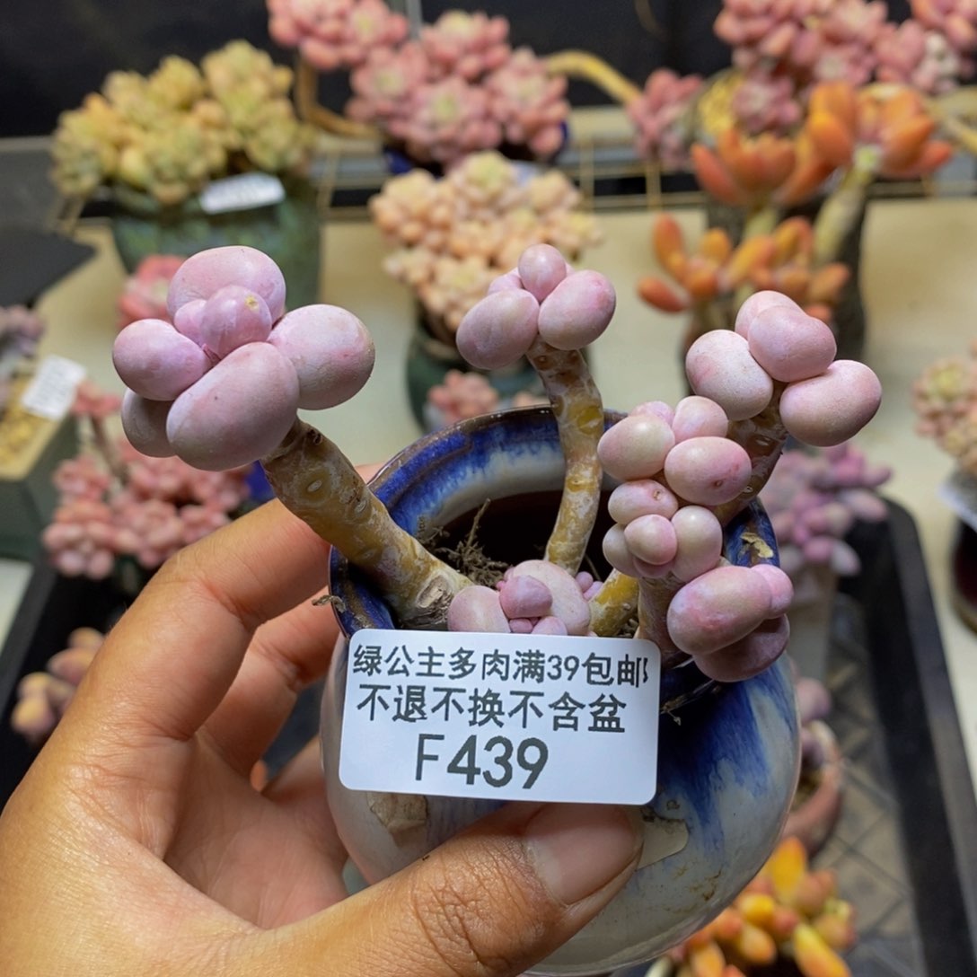 439芭比奶多肉7c m