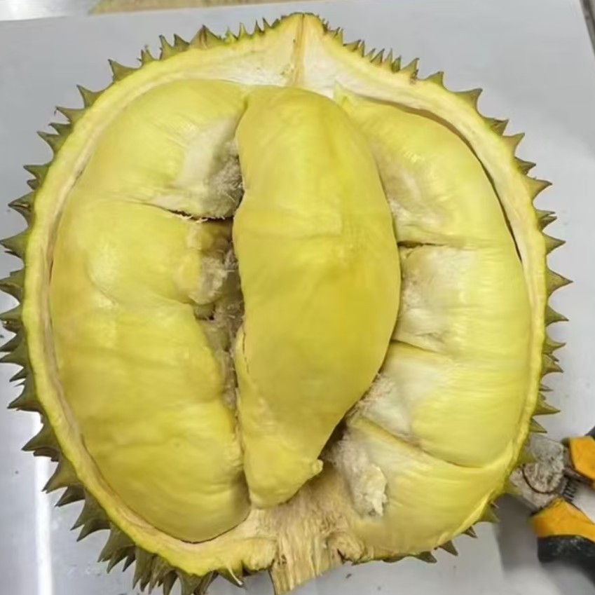 【纯肉】泰国金枕树熟鲜榴莲  核小 （1-3斤）贵阳同城配送金枕泰国
