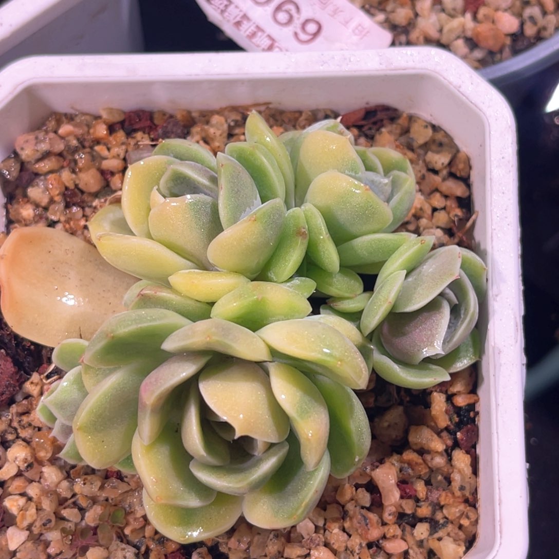 多肉特价雪兔锦群