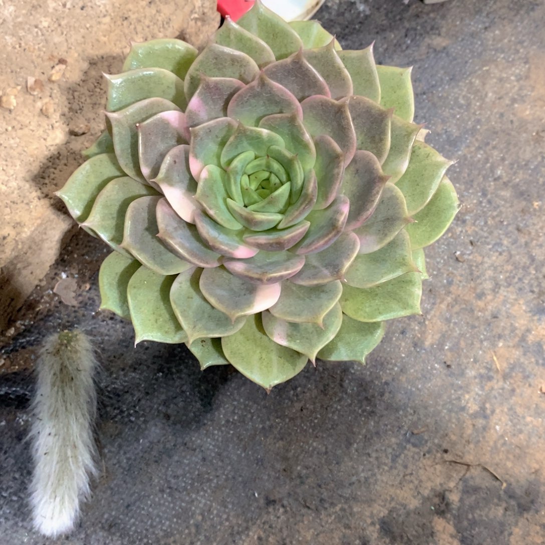 妮***贝加尔湖锦多肉植物