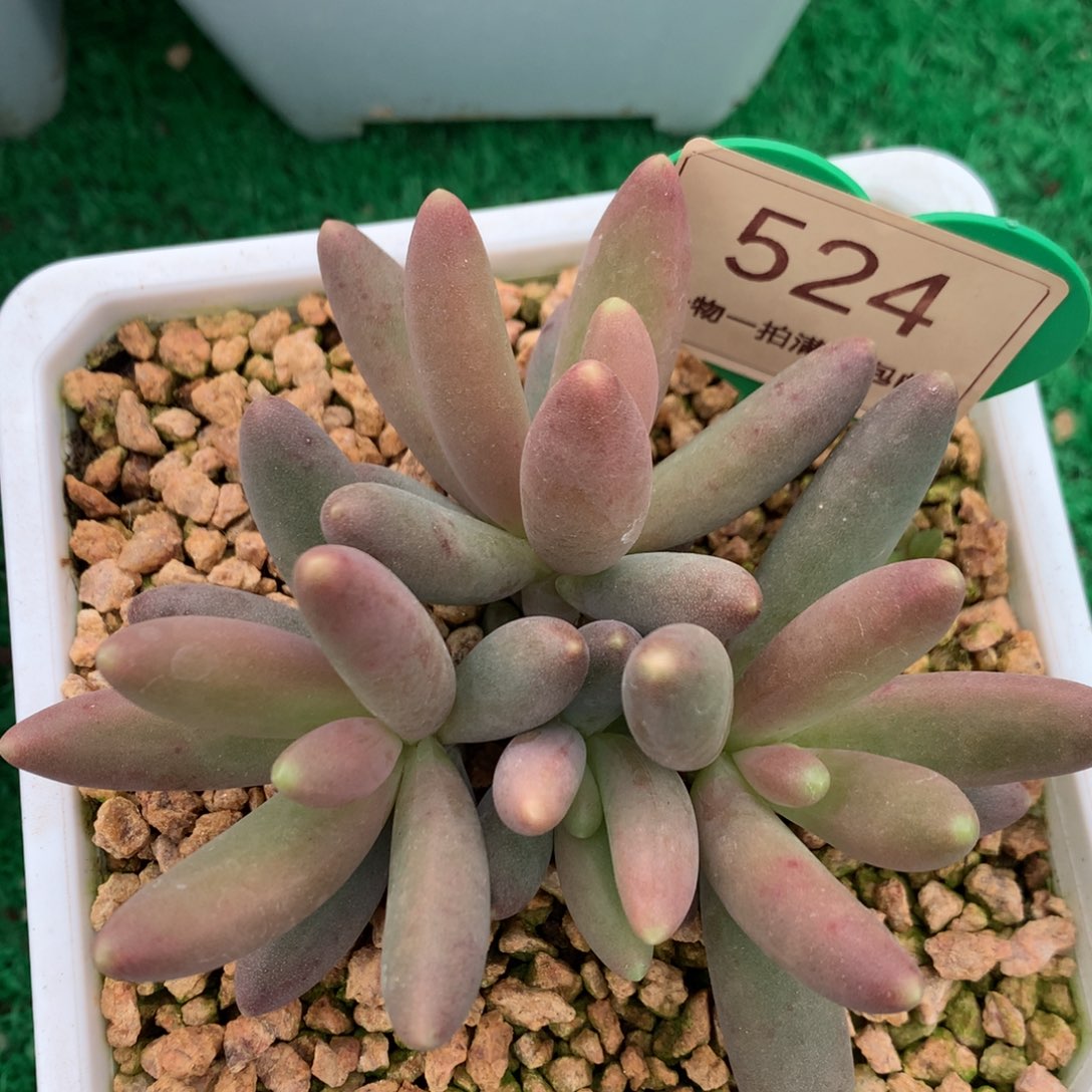 彩体岩花无砍一物一拍524