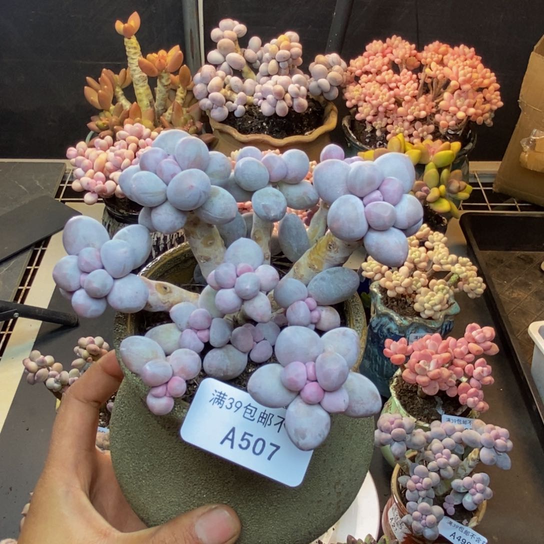 507香水手指奶多肉9c m
