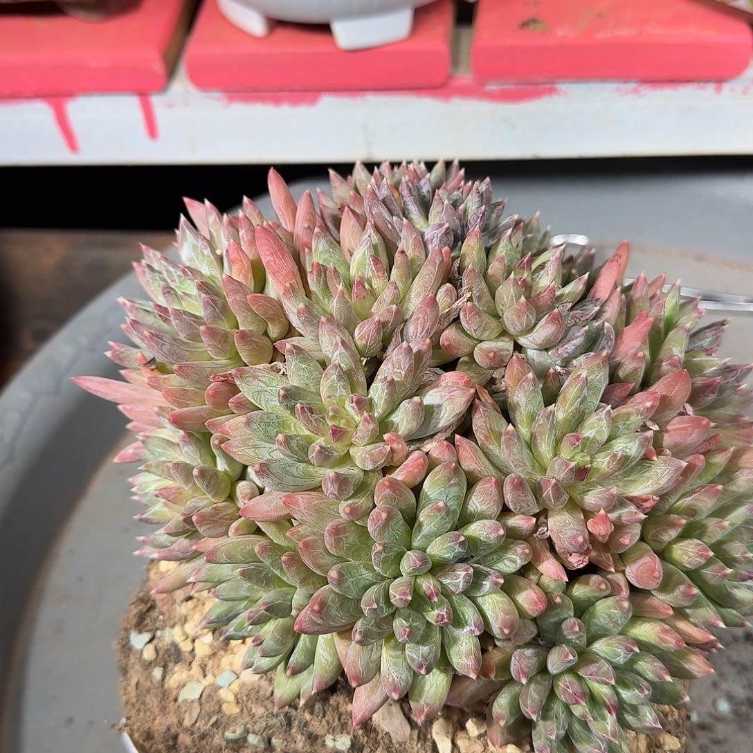 孤***独孤独炫彩星美肉一颗