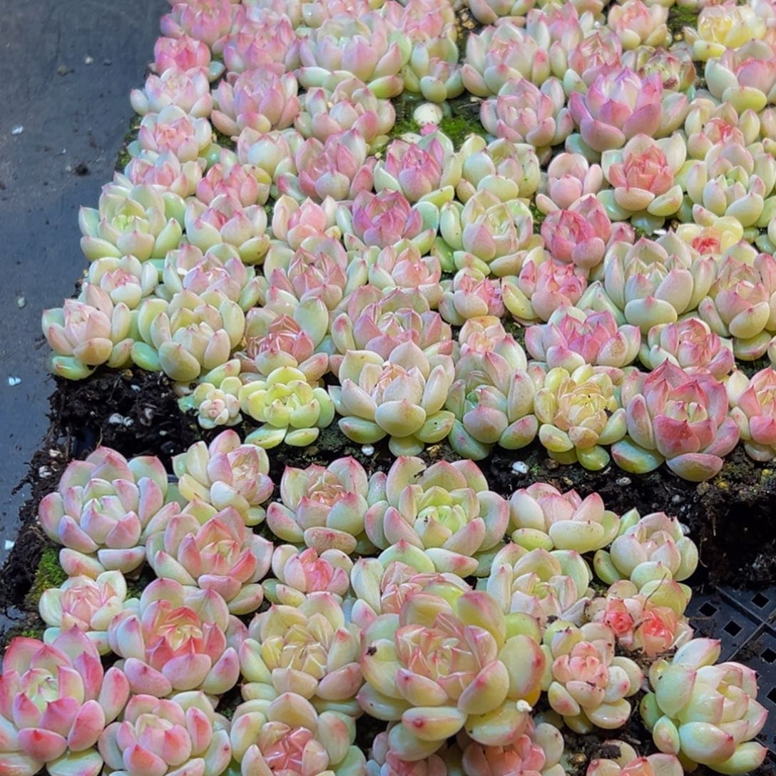 429多肉植物量拍一盒保底24颗