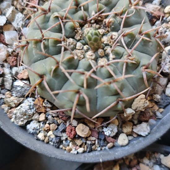 三本刺，实生仙人球！！