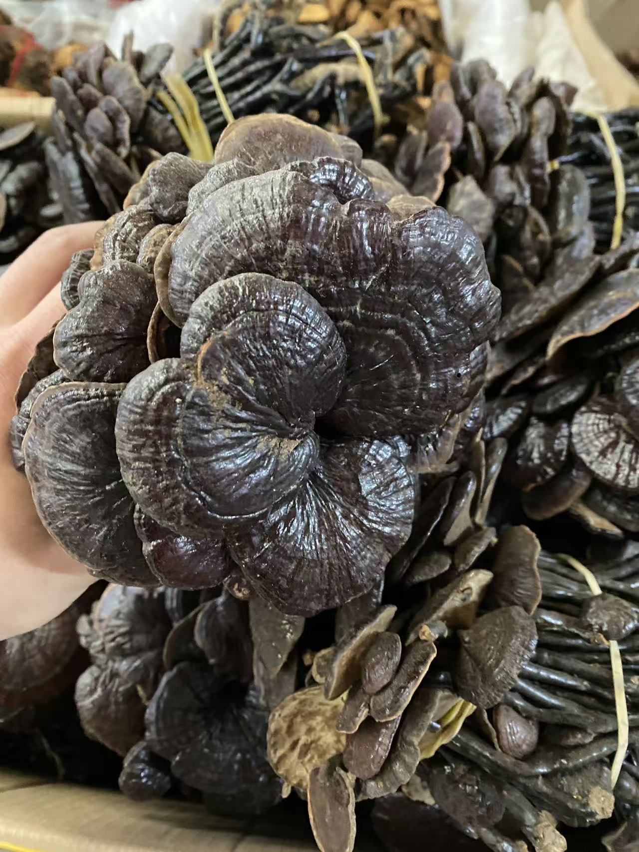 【山货优选】云南精选品质 竹灵芝