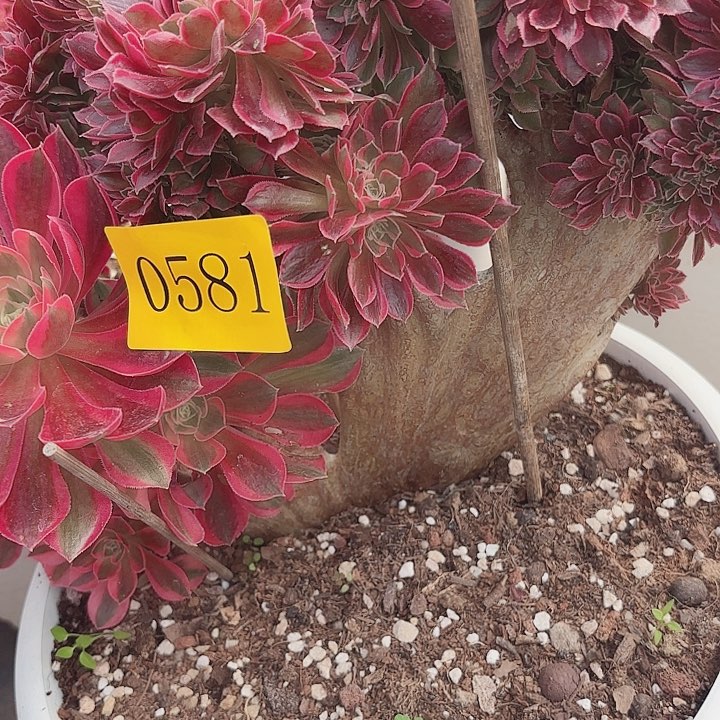 多肉植物福利0581