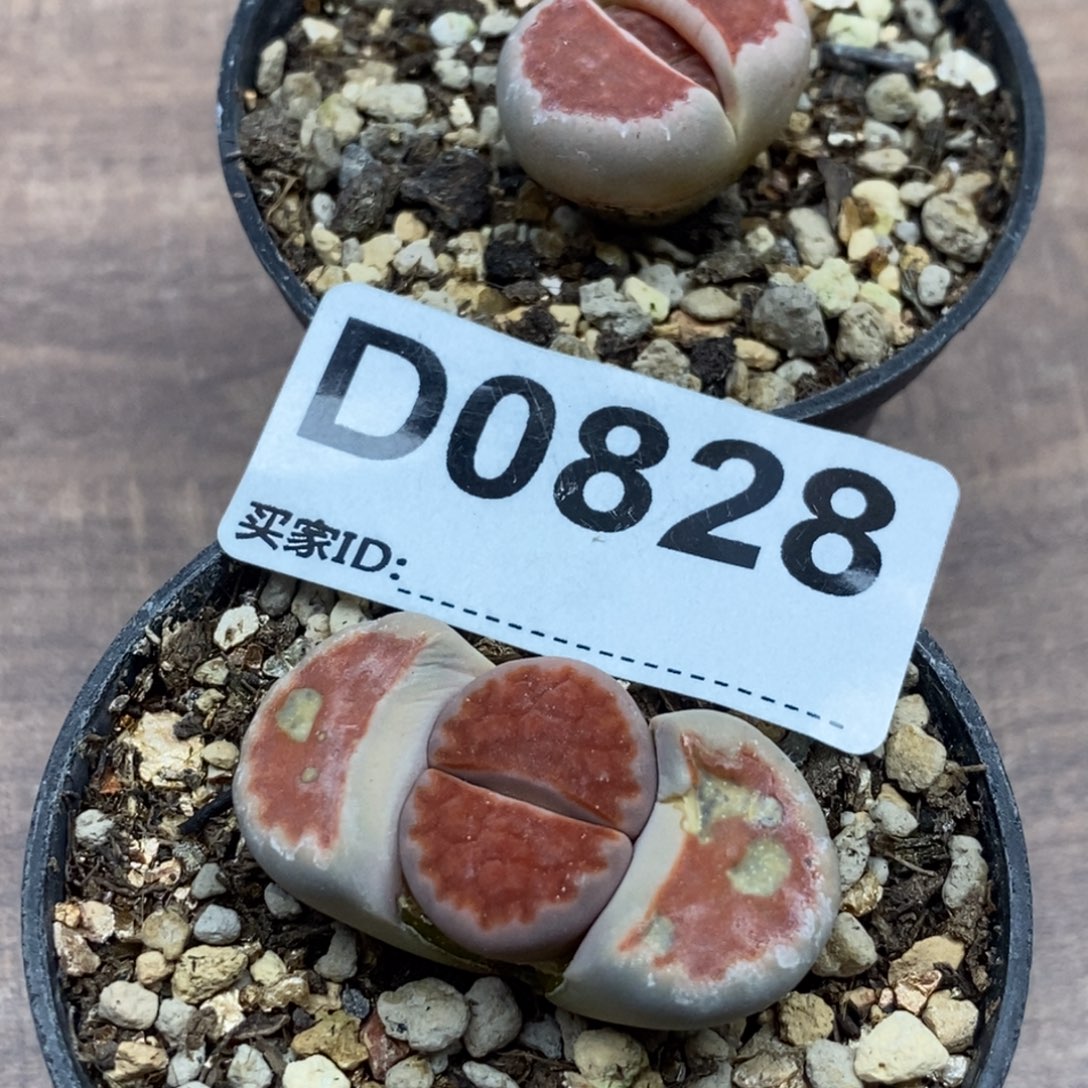 0828 直播间一物一拍