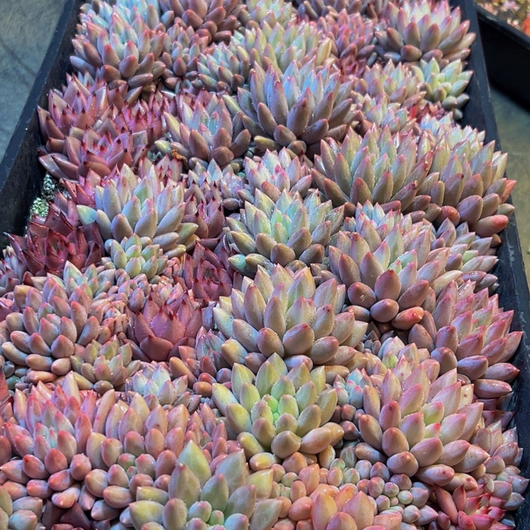 537多肉葡萄的味道是真的