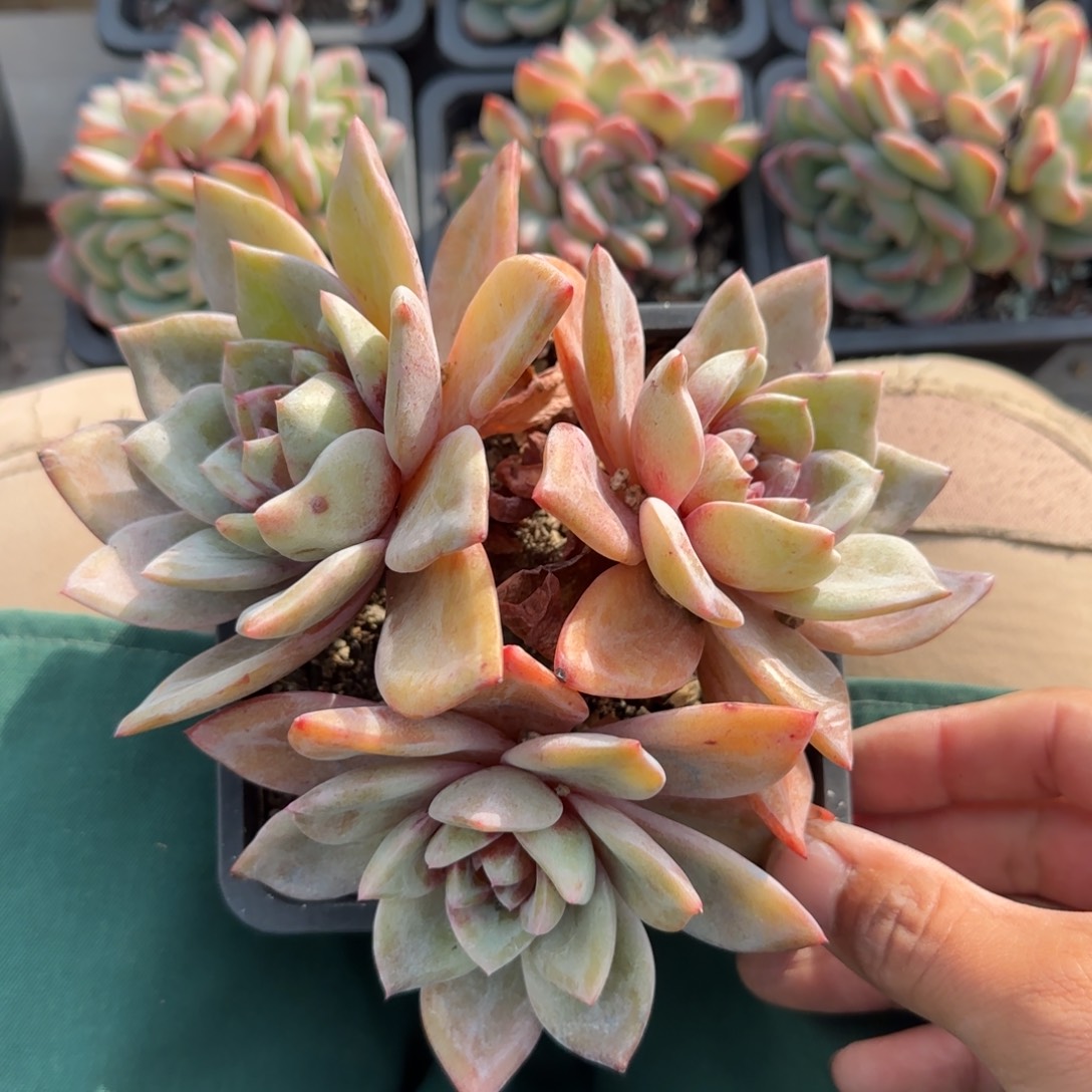 德国香槟老桩多肉五十包邮