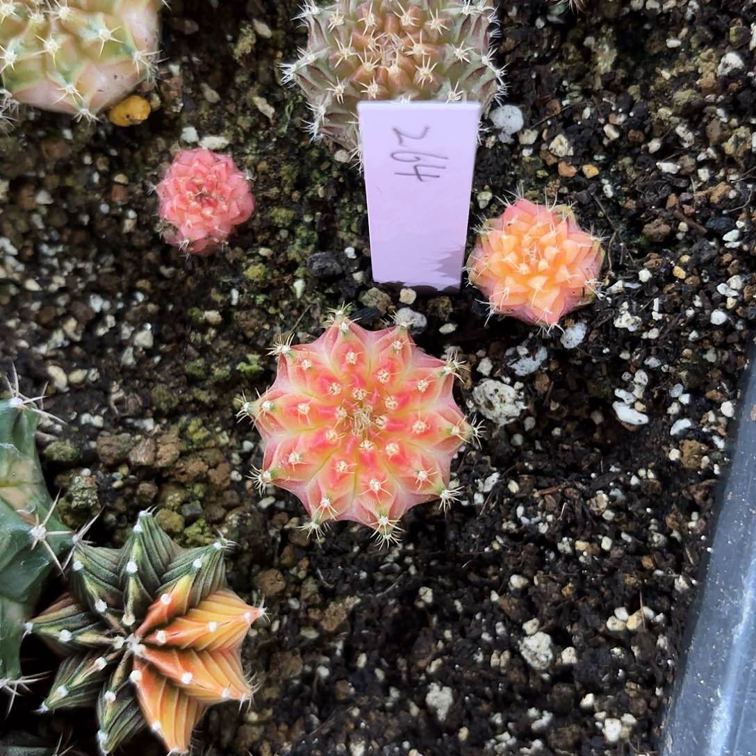 泰国米哈264-0126