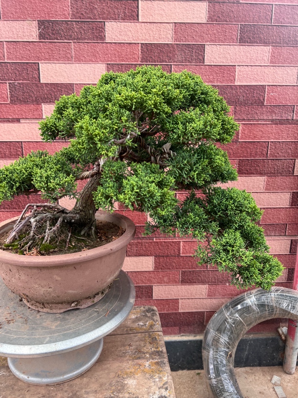 真柏盆景，一物一拍，图片仅供参考，以实际展示图片为准。