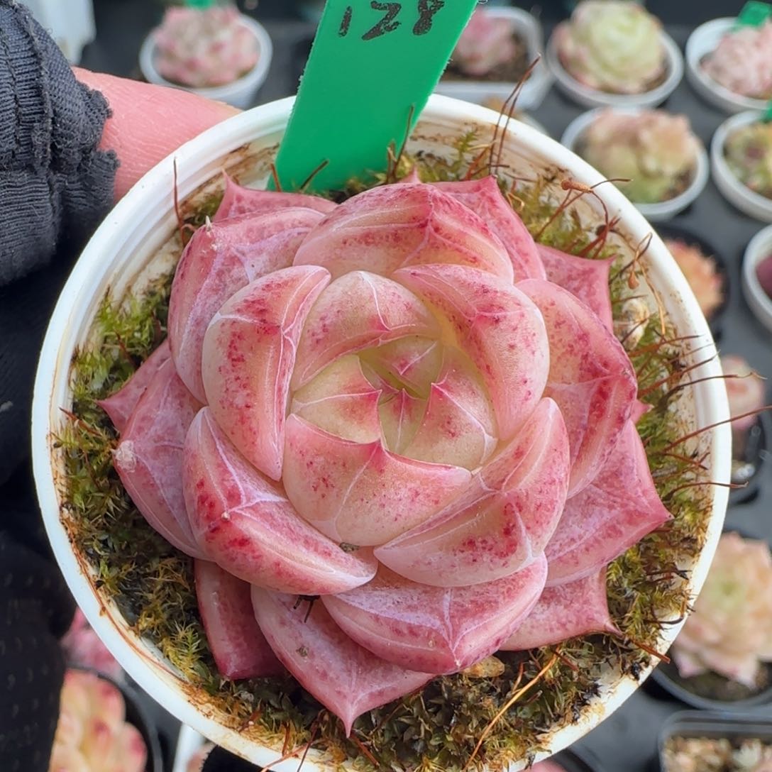 多肉128  糖心     5厘米盆 h