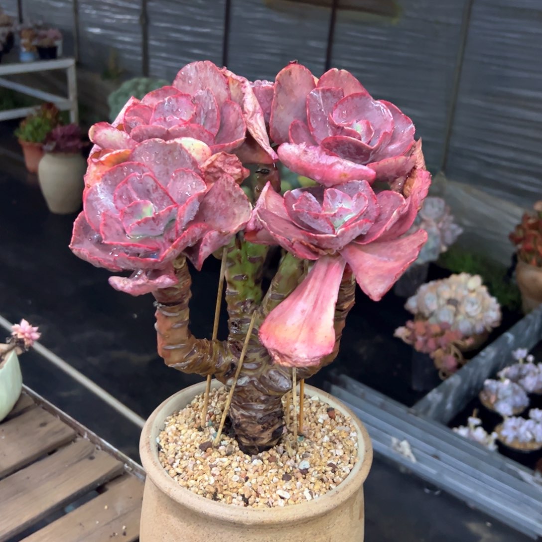 初吻68 零零多肉植物