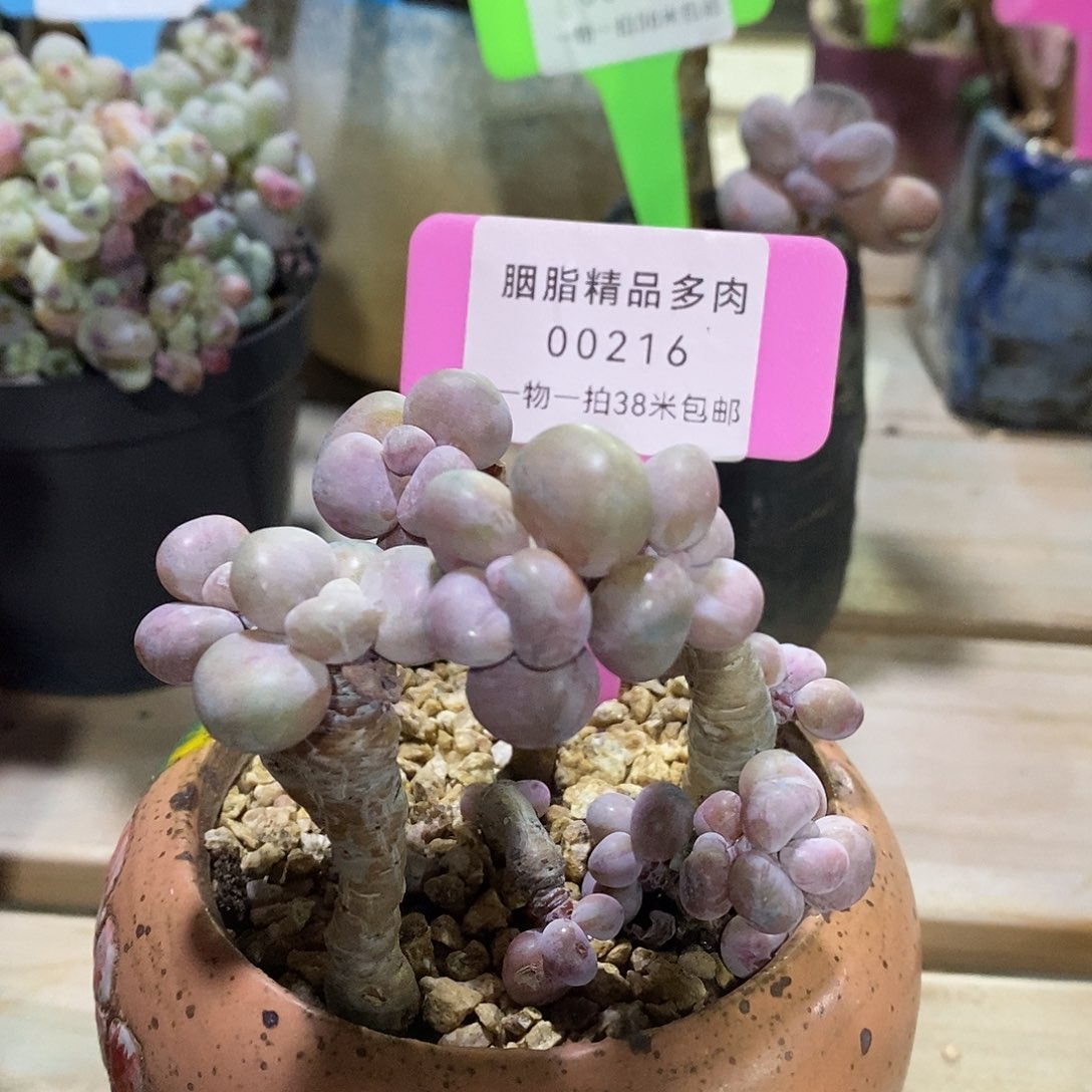 00216号楼v哦哦我卡恩