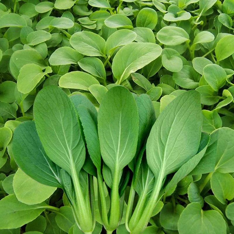 【满5包包邮】鸡毛菜种子小白菜籽种上海青菜种籽四季播蔬菜种子孑
