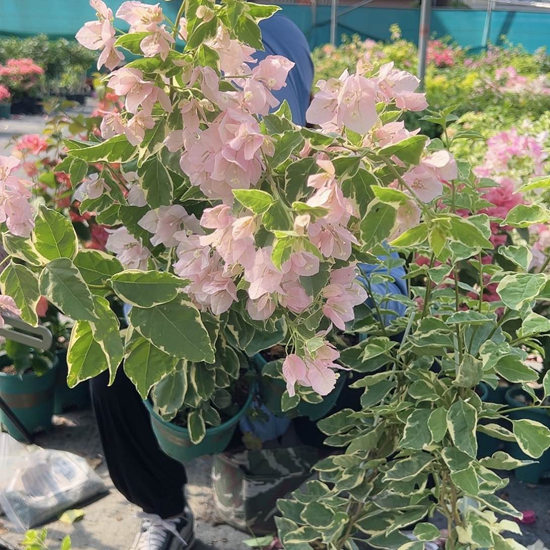 大部分开放少量花苞小班叶丽人一棵咖啡盆或者绿盆的